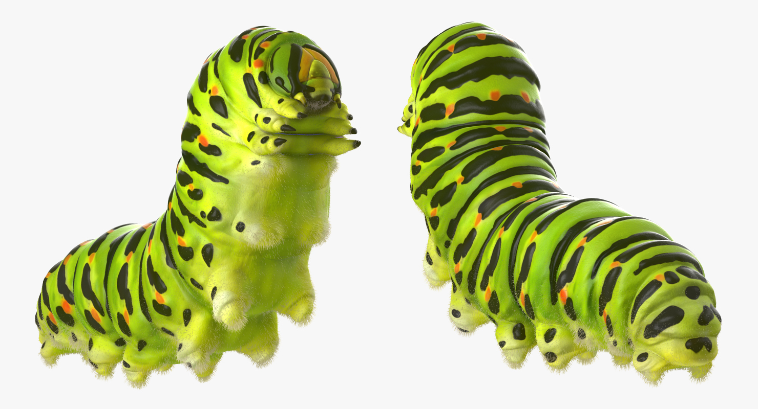 Caterpillar Pose 2 with Fur 3D