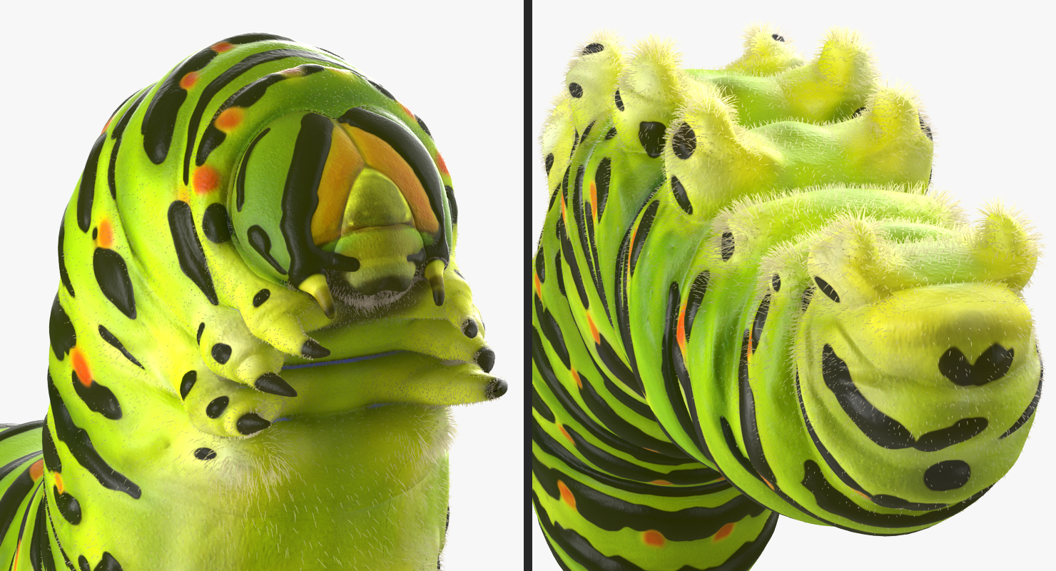 Caterpillar Pose 2 with Fur 3D