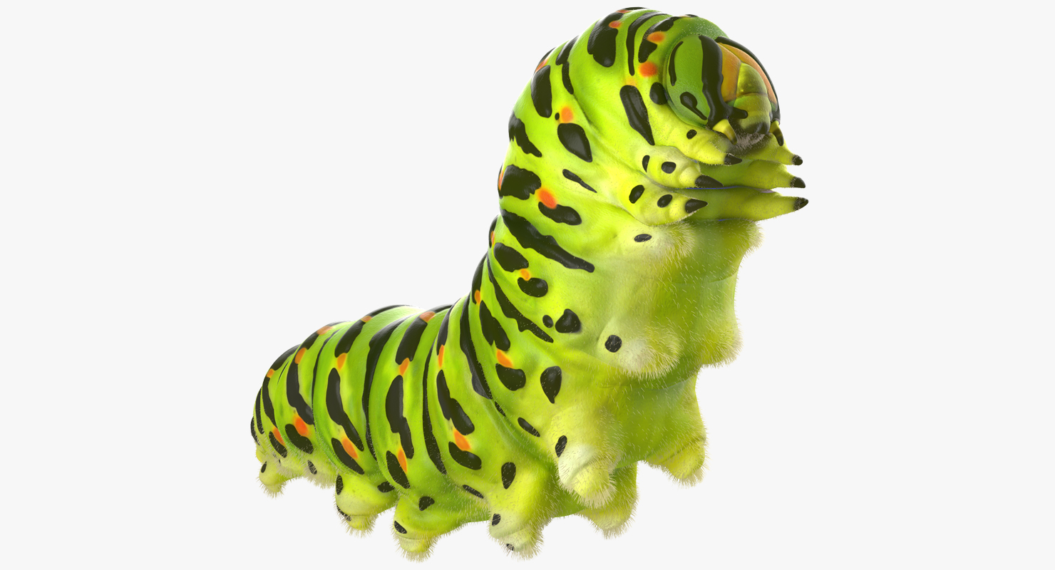 Caterpillar Pose 2 with Fur 3D