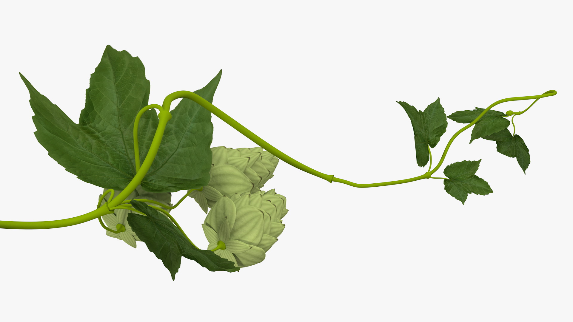3D Hops Branch