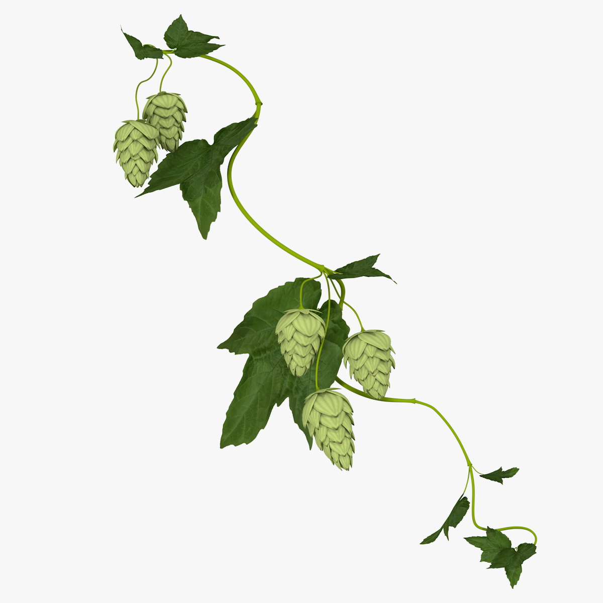 Hops Branch