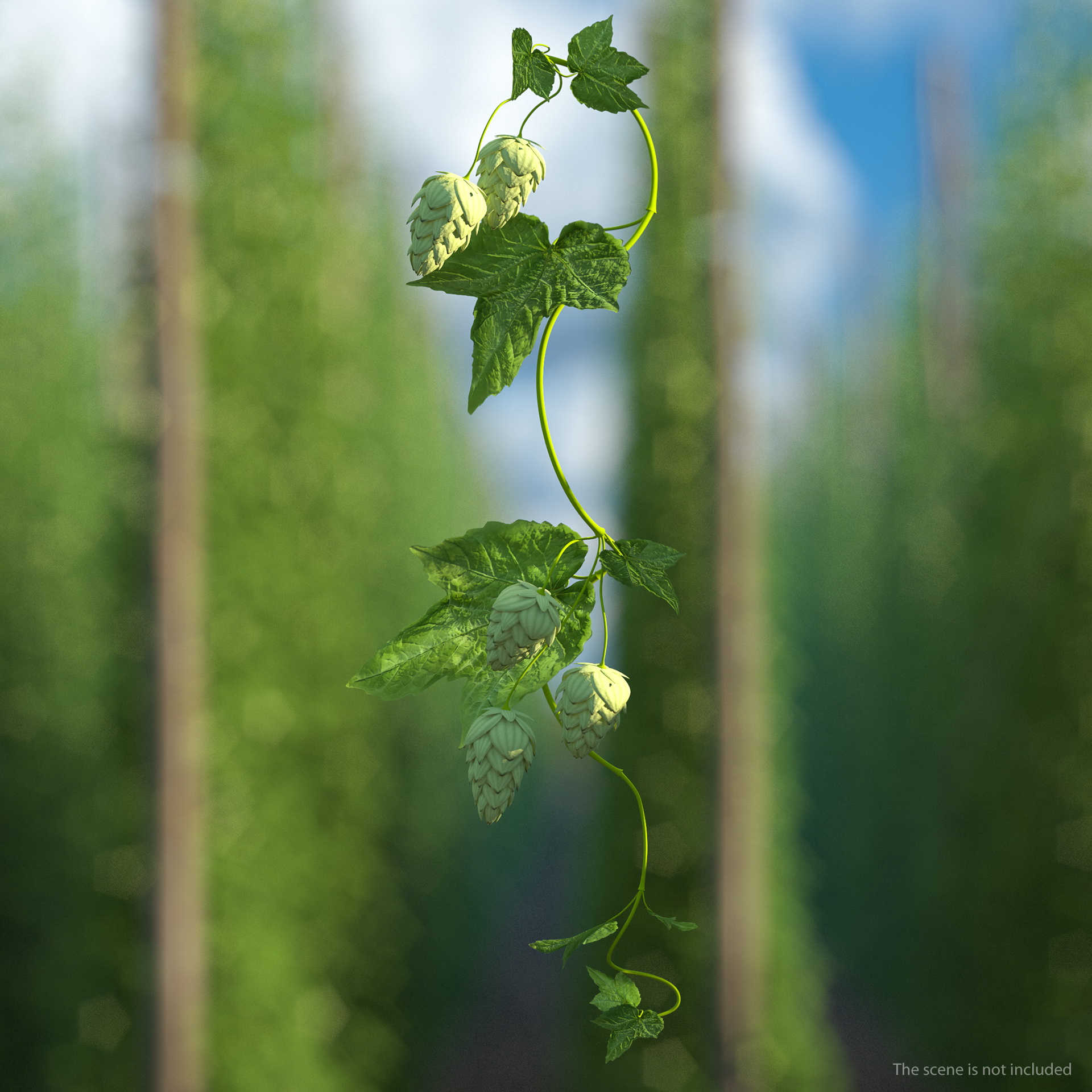 3D Hops Branch