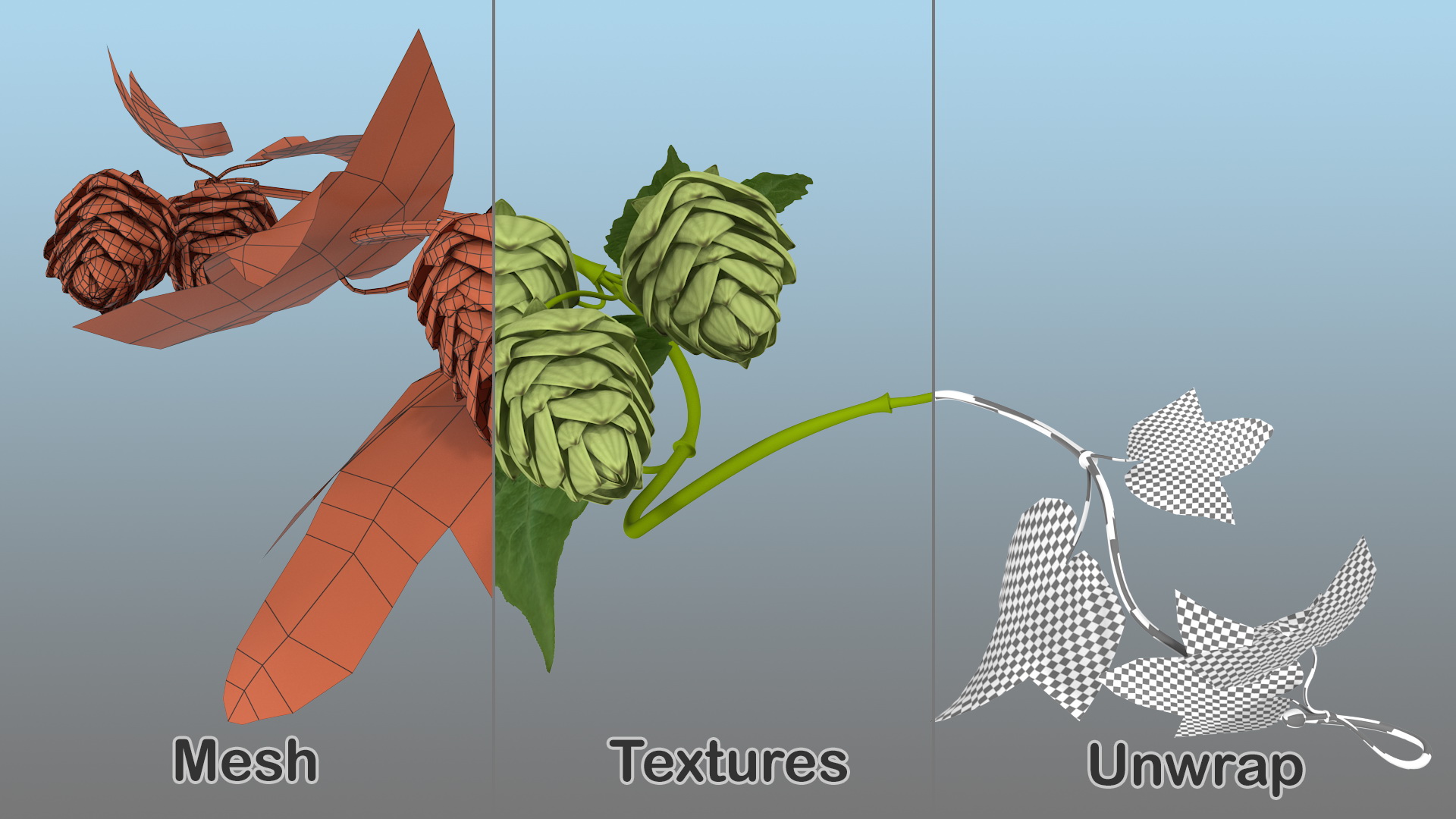 3D Hops Branch