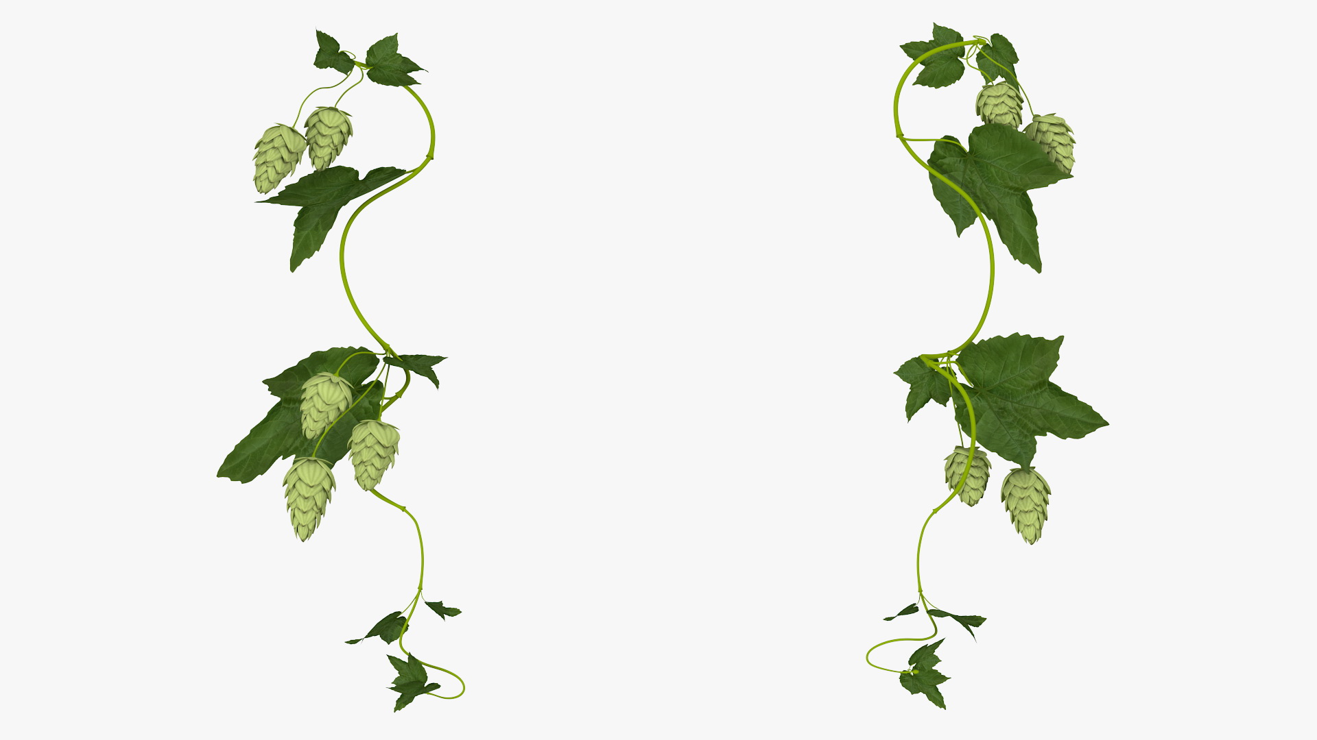 3D Hops Branch