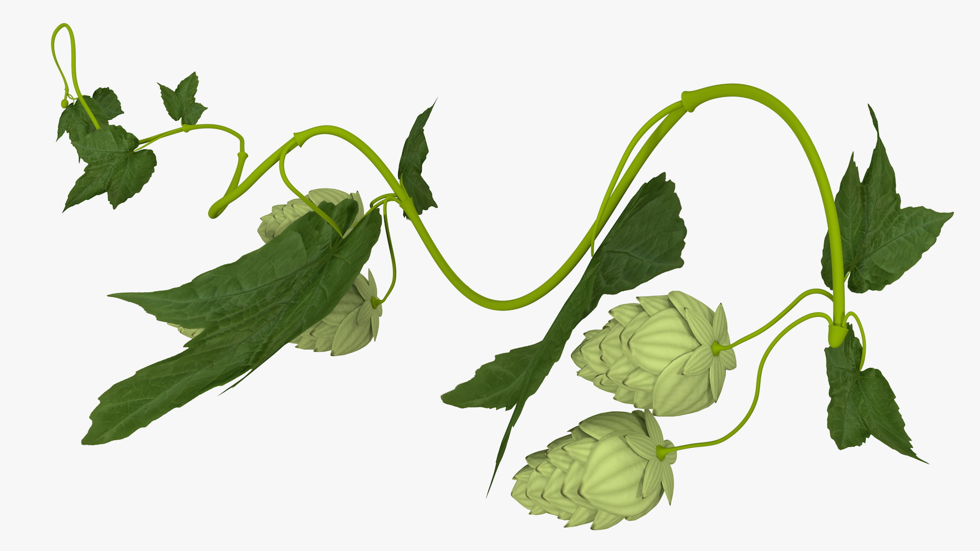 3D Hops Branch