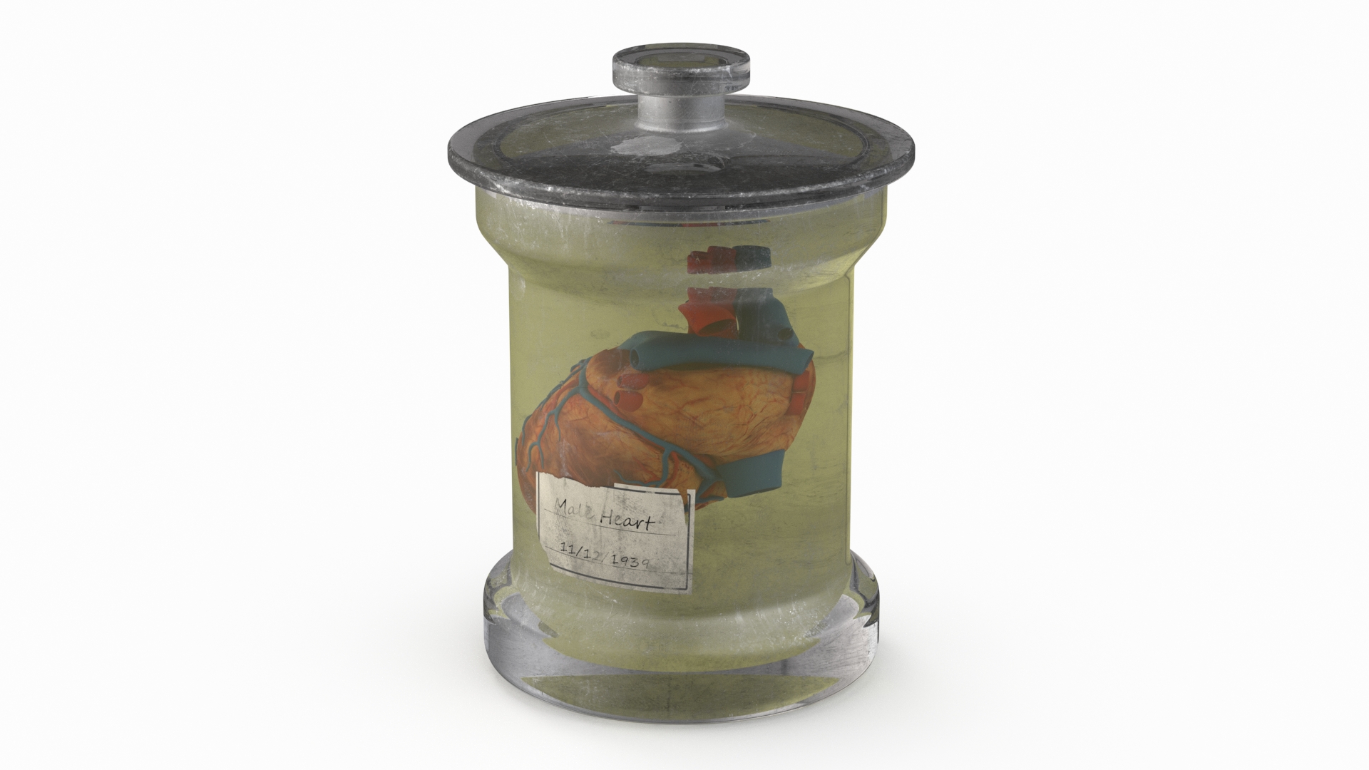 3D Human Heart in Old Glass Jar model