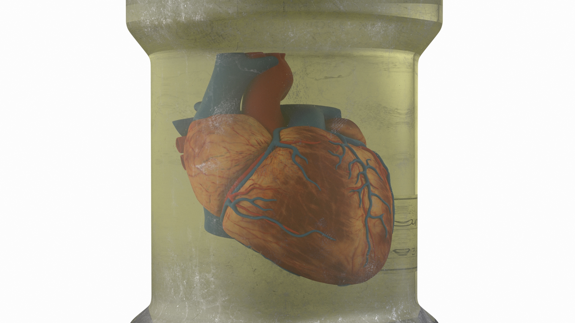 3D Human Heart in Old Glass Jar model
