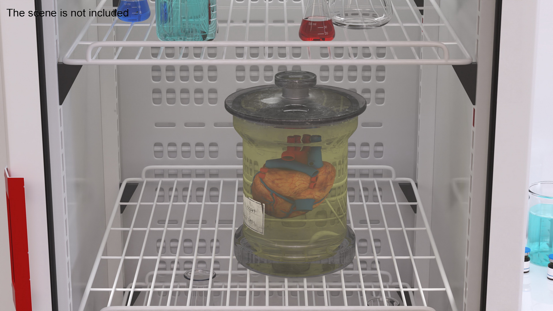 3D Human Heart in Old Glass Jar model