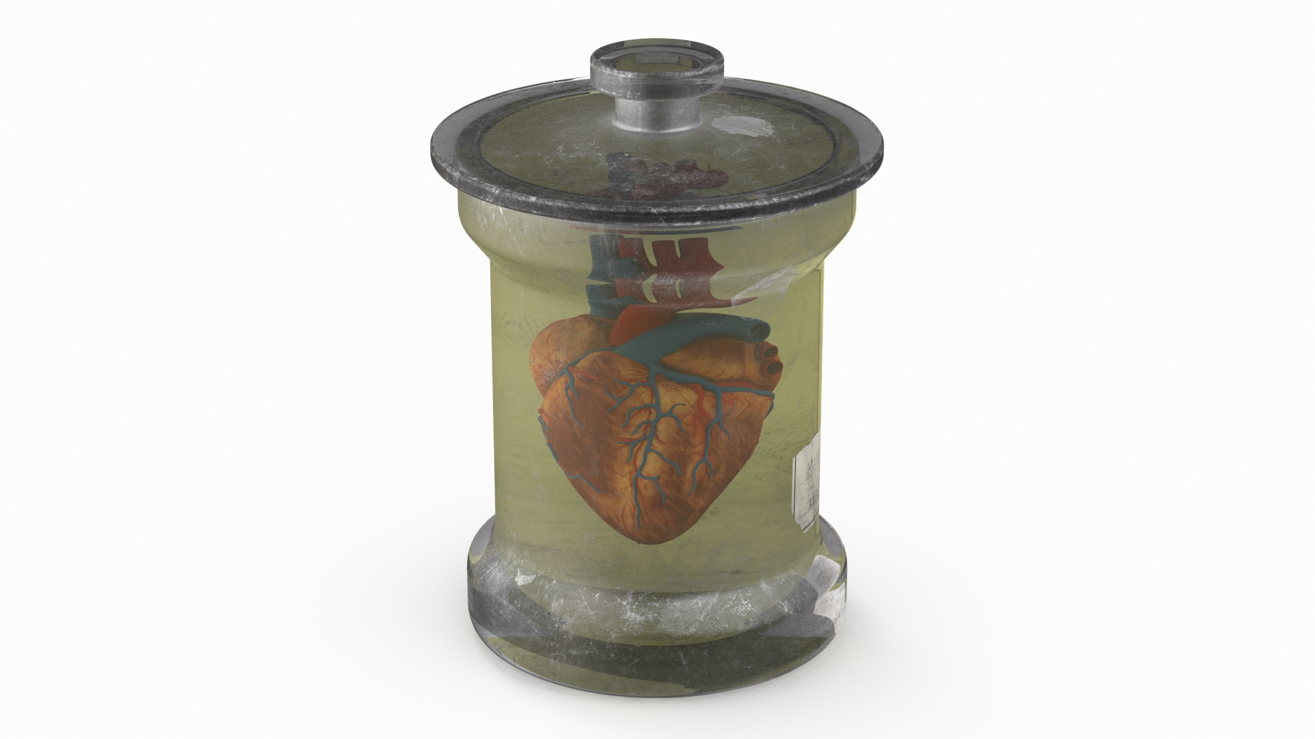 3D Human Heart in Old Glass Jar model
