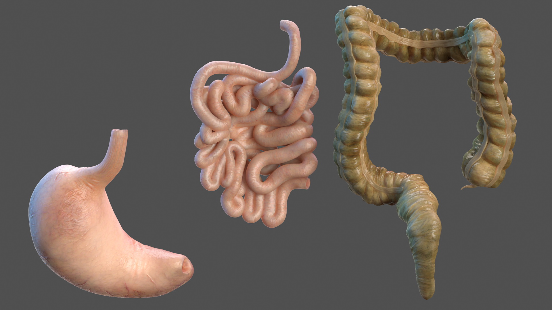 Human Stomach Small Inestines and Colon 3D model