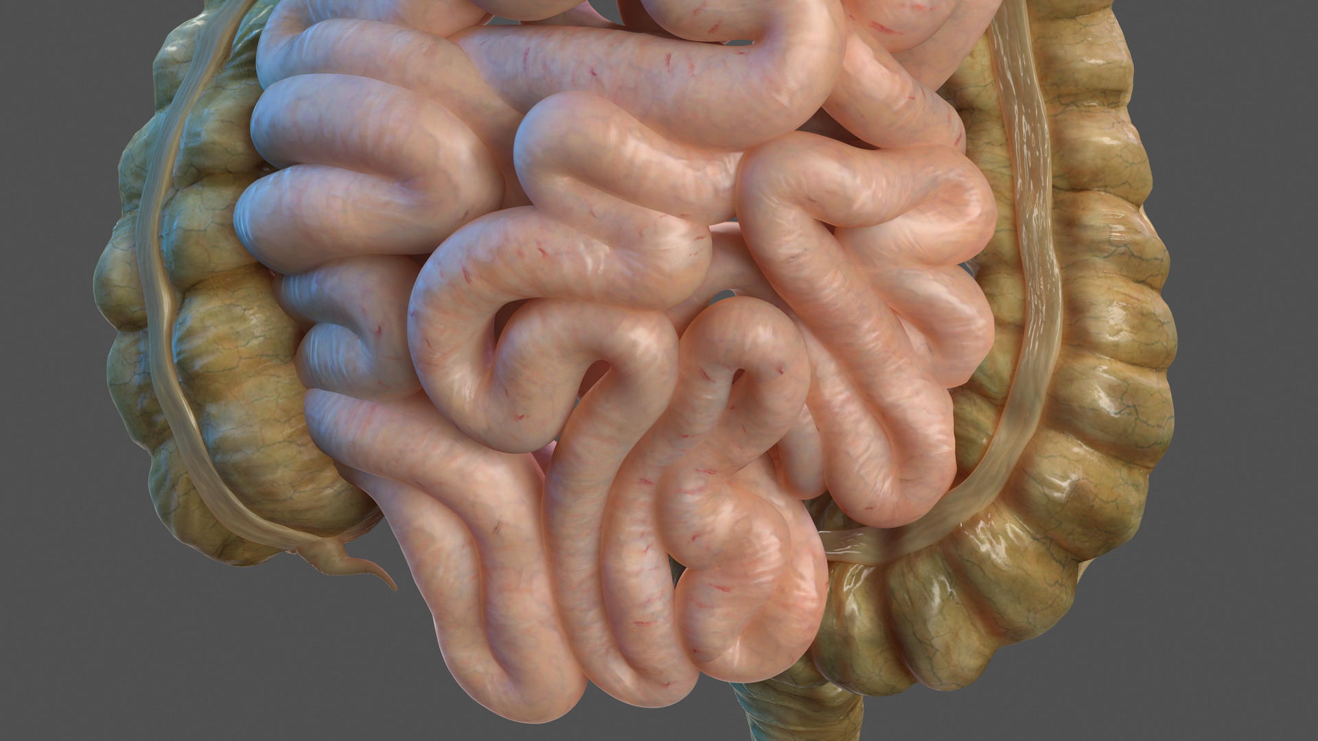 Human Stomach Small Inestines and Colon 3D model