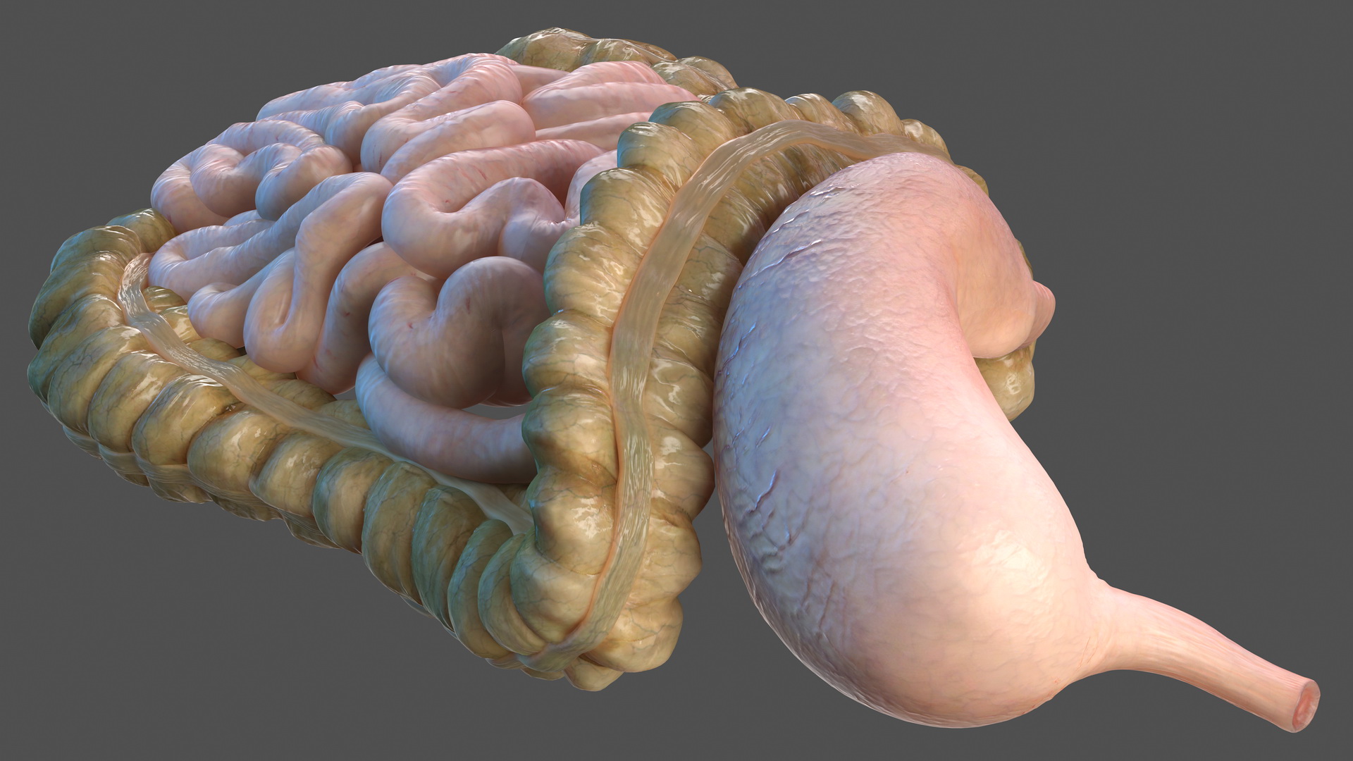 Human Stomach Small Inestines and Colon 3D model