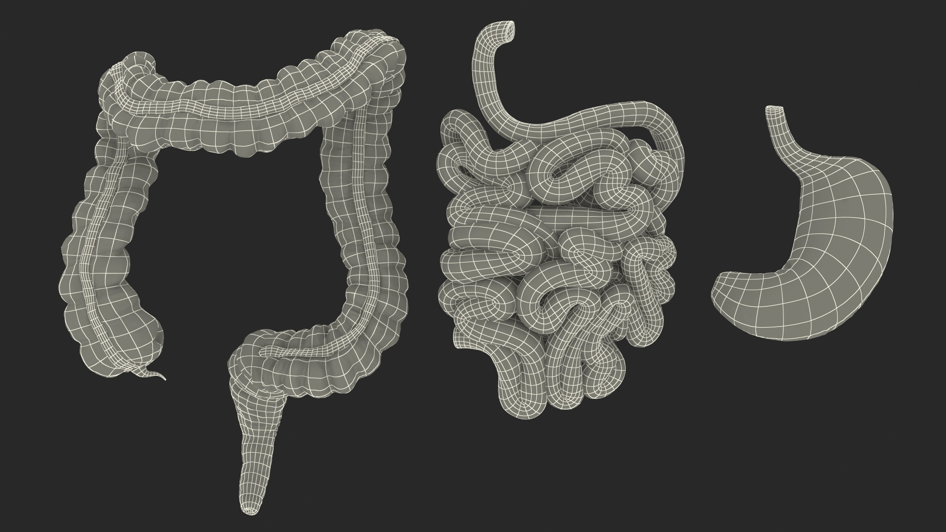 Human Stomach Small Inestines and Colon 3D model