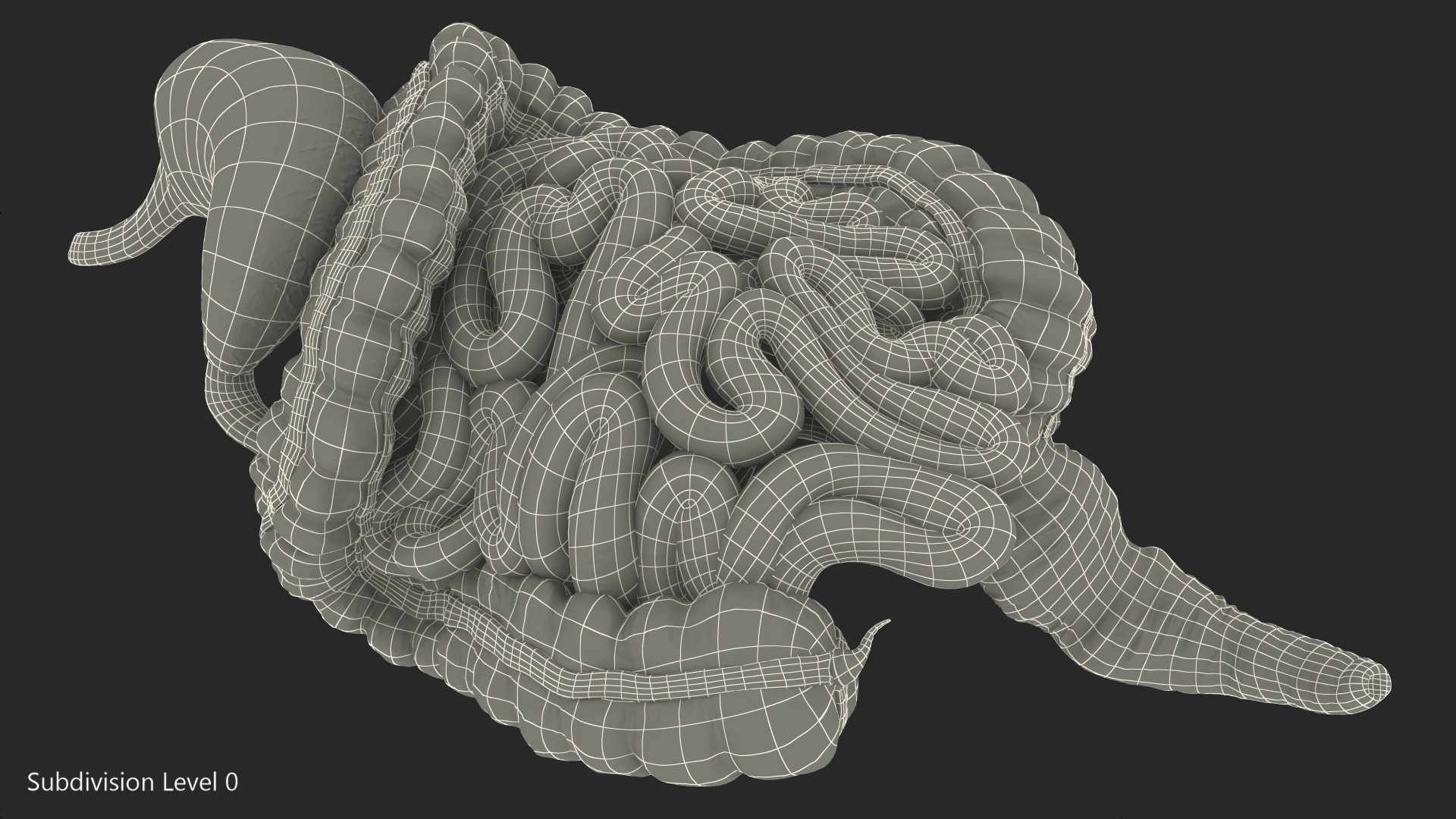 Human Stomach Small Inestines and Colon 3D model