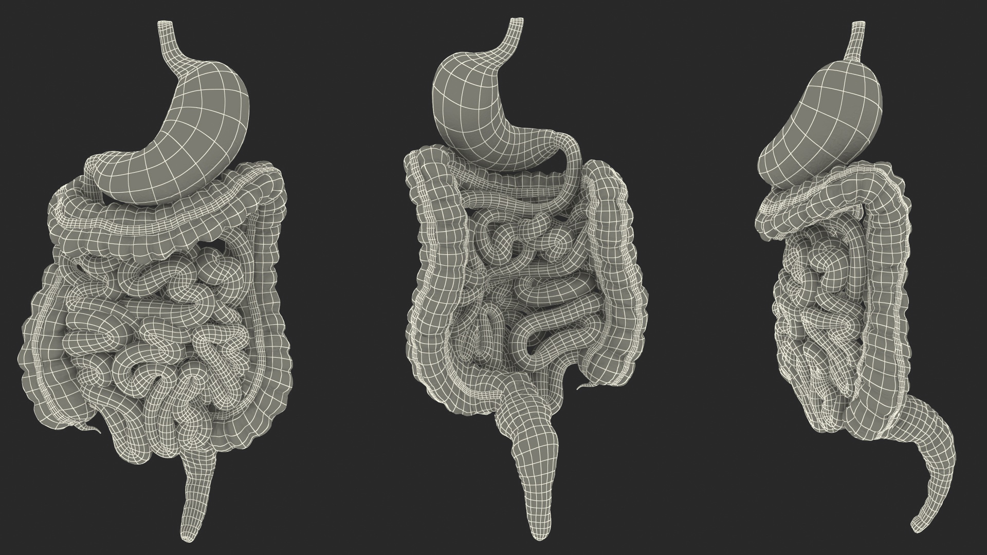 Human Stomach Small Inestines and Colon 3D model