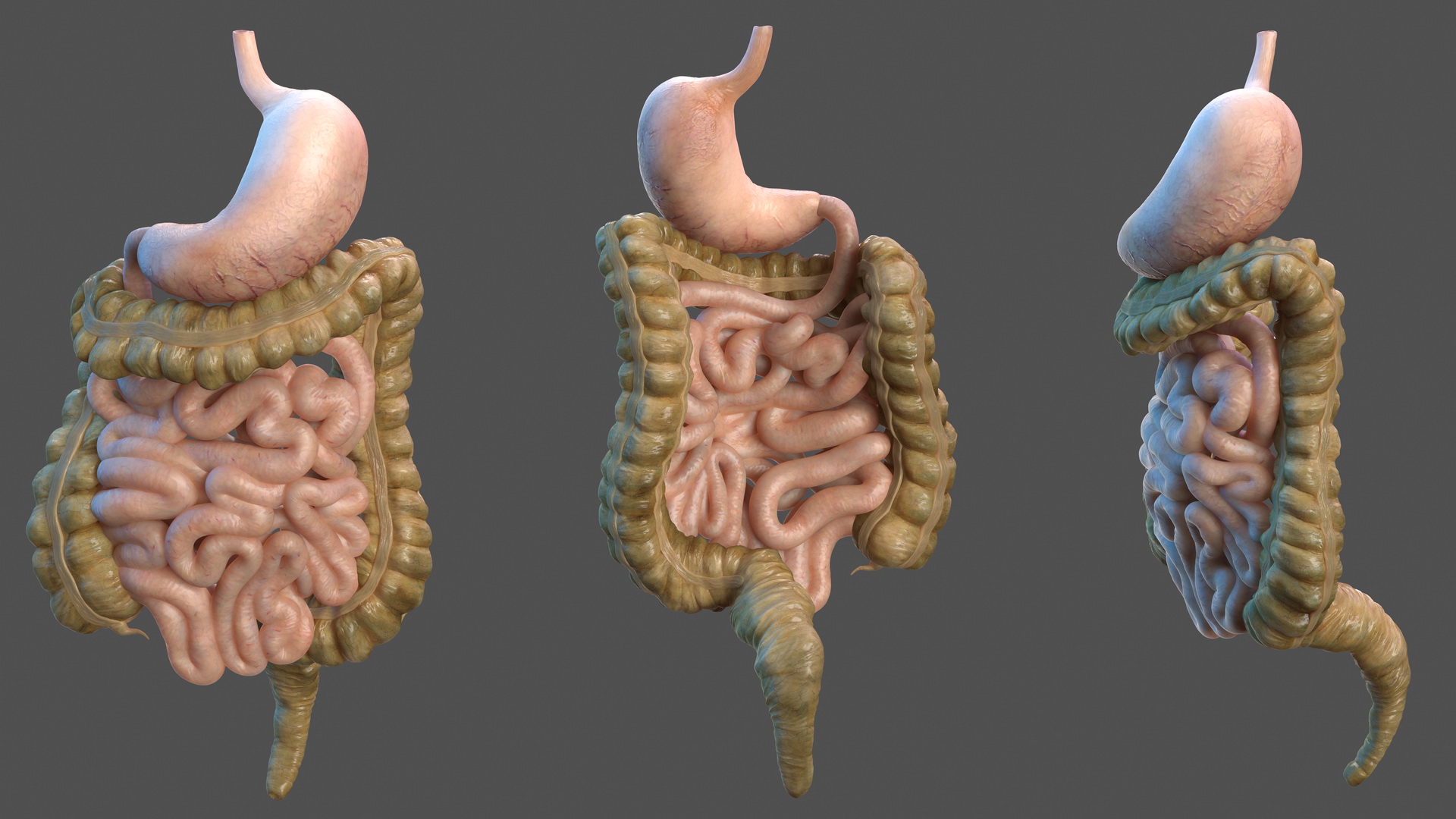 Human Stomach Small Inestines and Colon 3D model