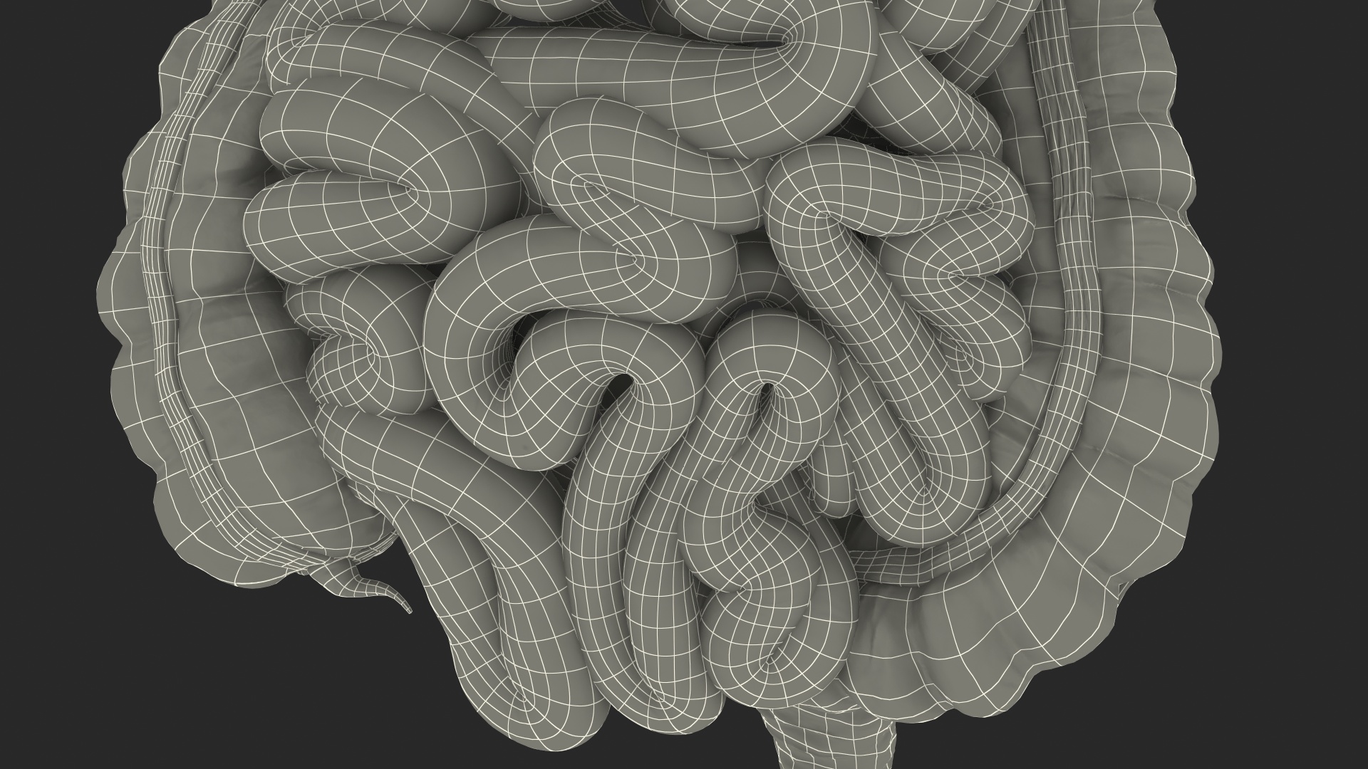 Human Stomach Small Inestines and Colon 3D model