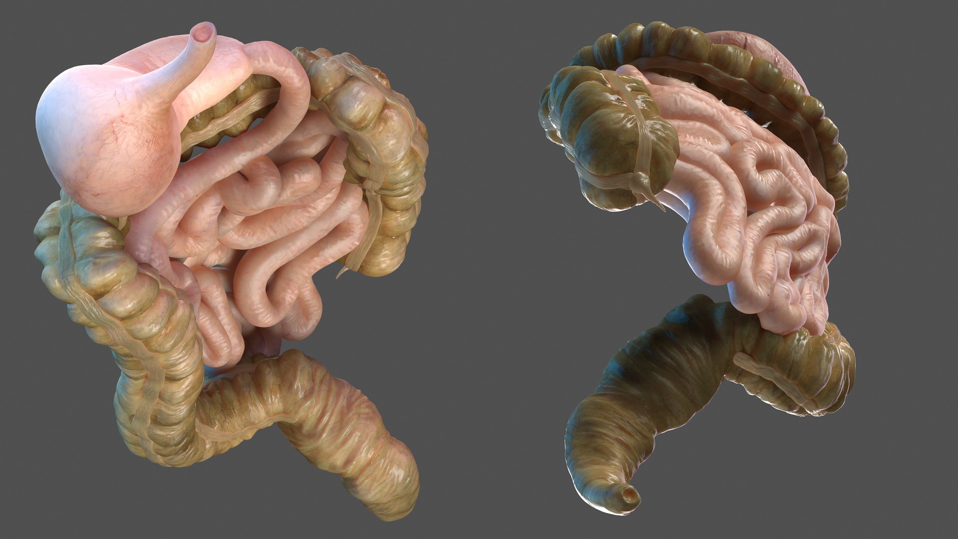 Human Stomach Small Inestines and Colon 3D model