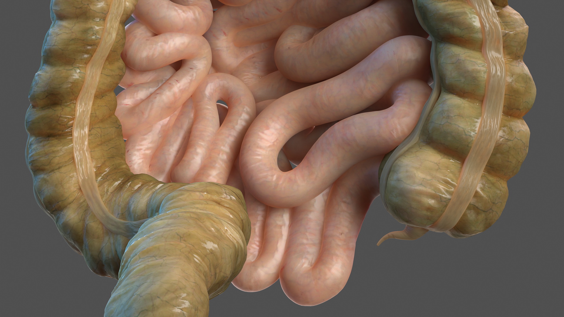 Human Stomach Small Inestines and Colon 3D model