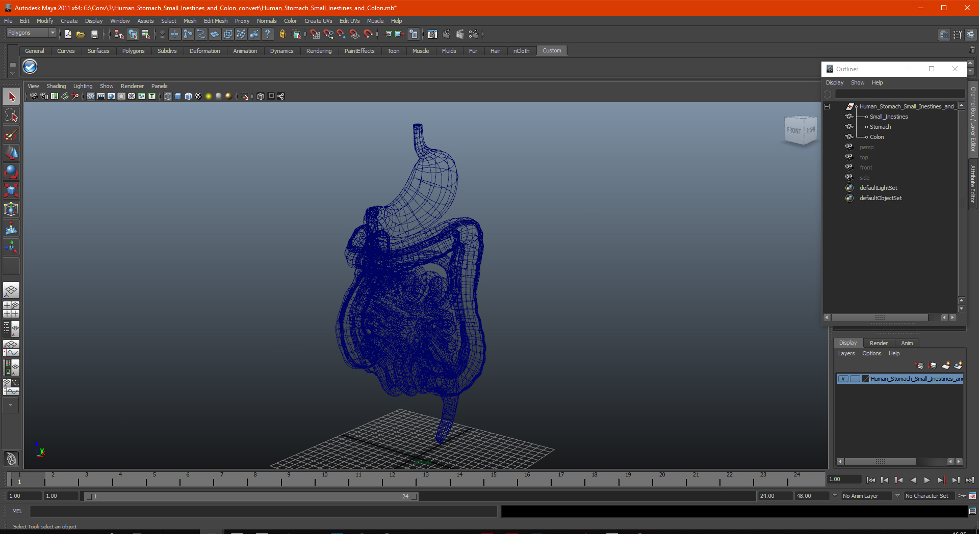 Human Stomach Small Inestines and Colon 3D model