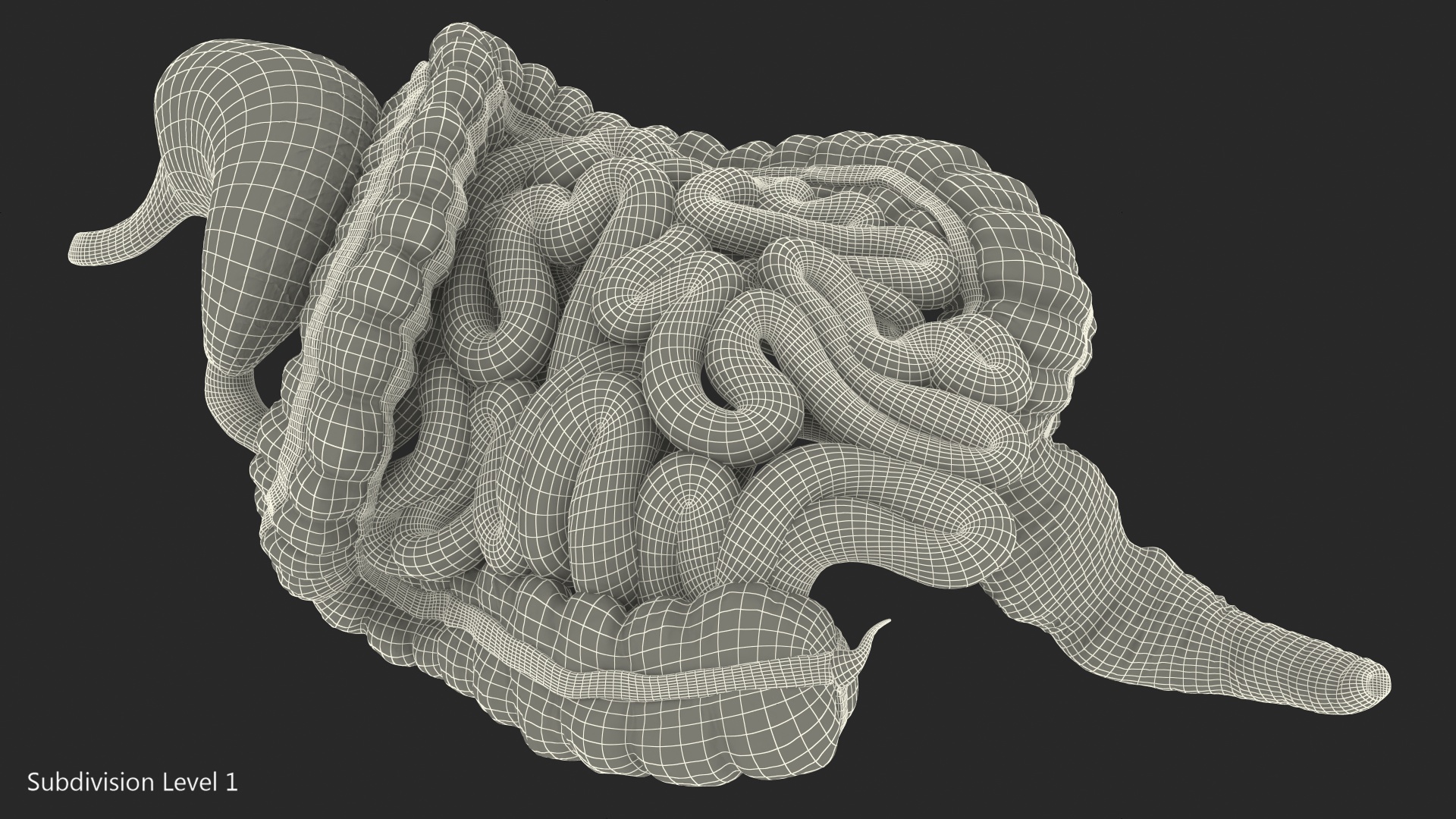 Human Stomach Small Inestines and Colon 3D model