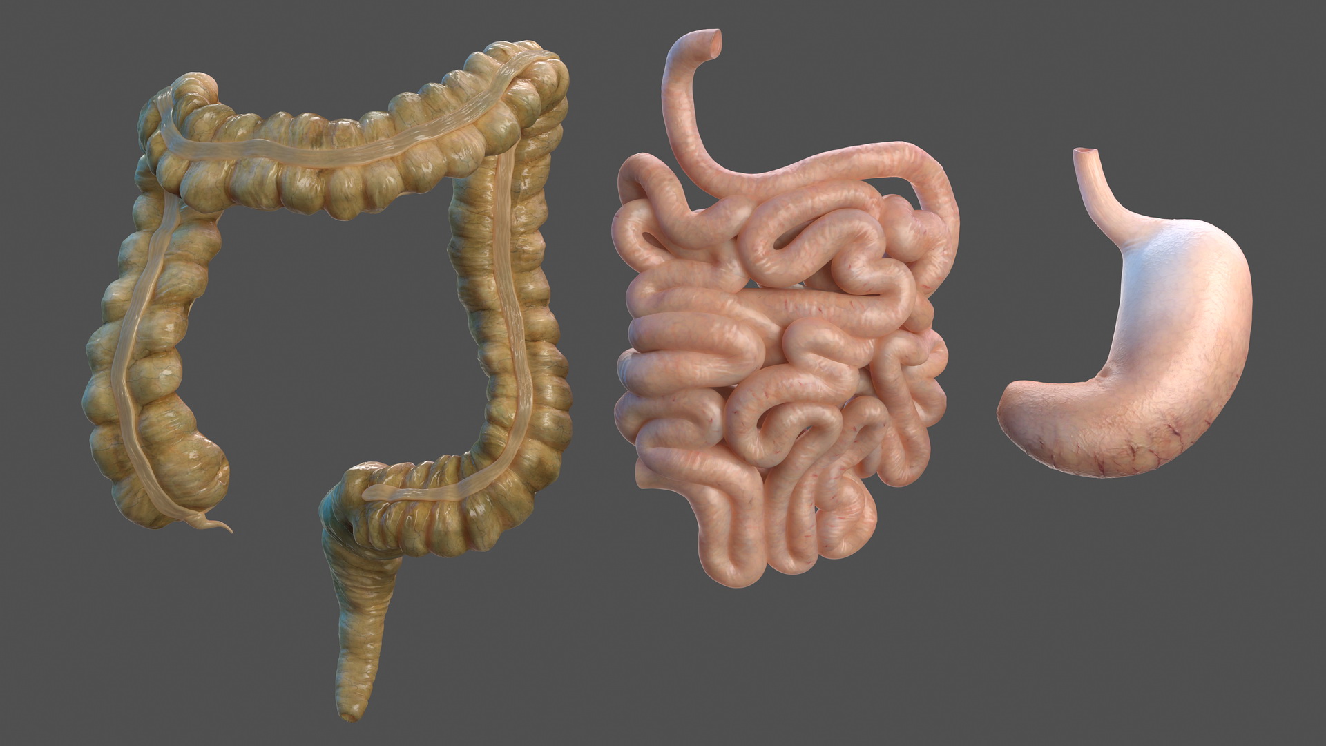 Human Stomach Small Inestines and Colon 3D model