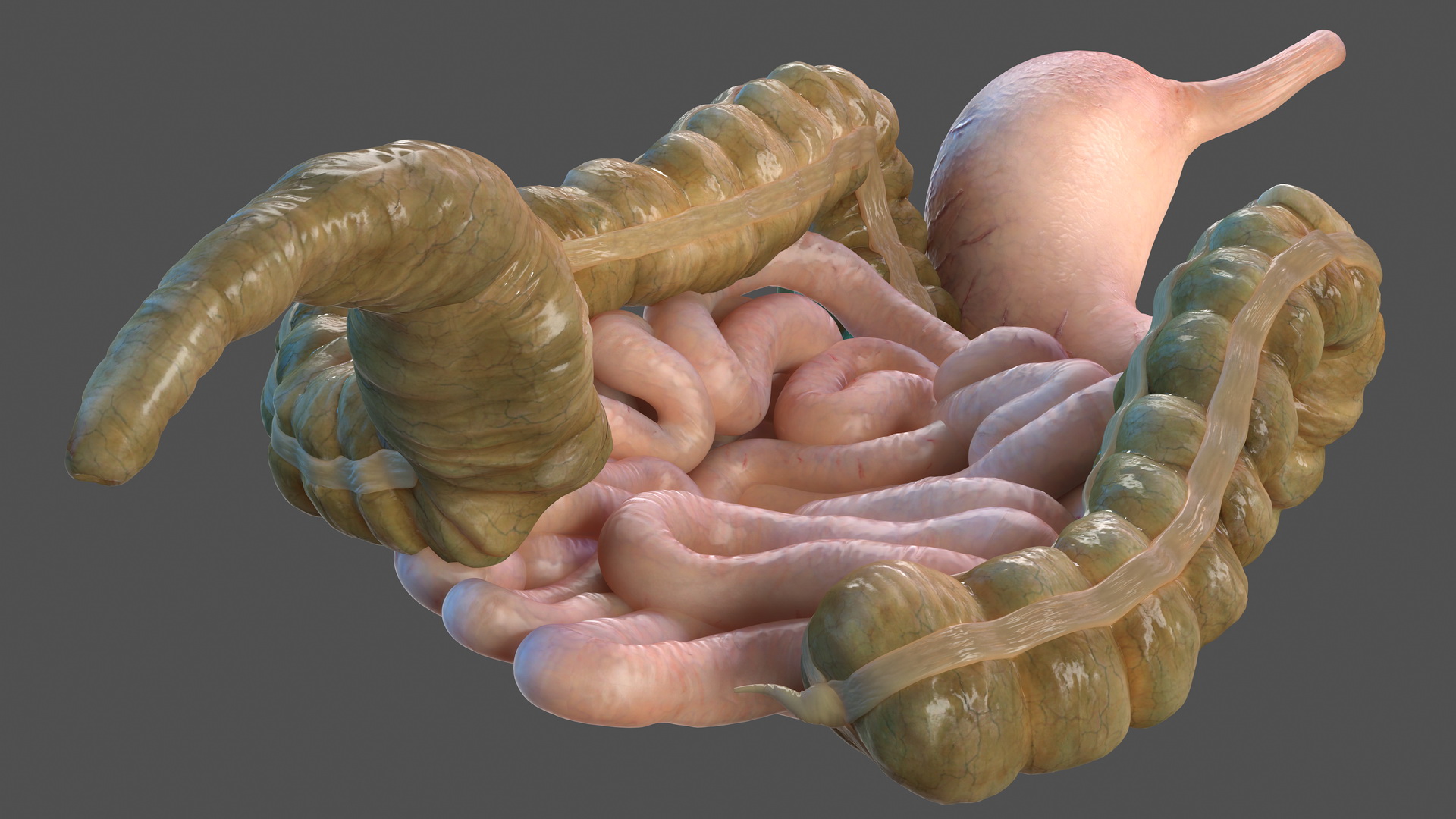 Human Stomach Small Inestines and Colon 3D model