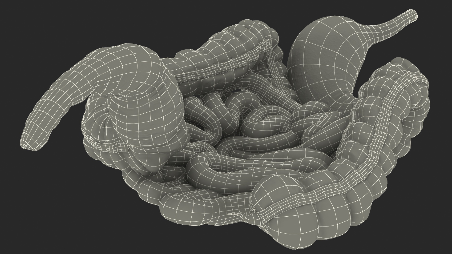 Human Stomach Small Inestines and Colon 3D model