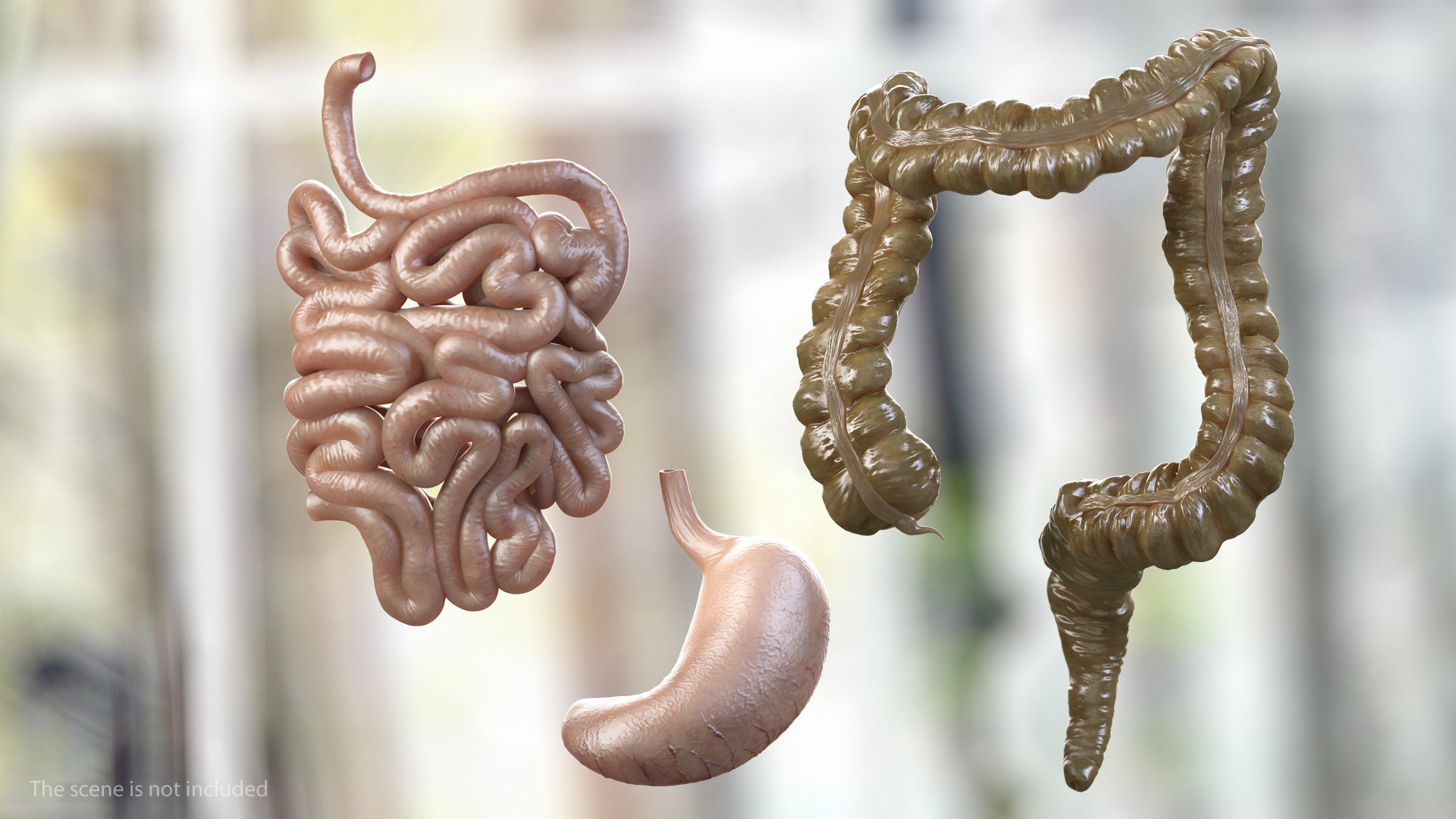 Human Stomach Small Inestines and Colon 3D model