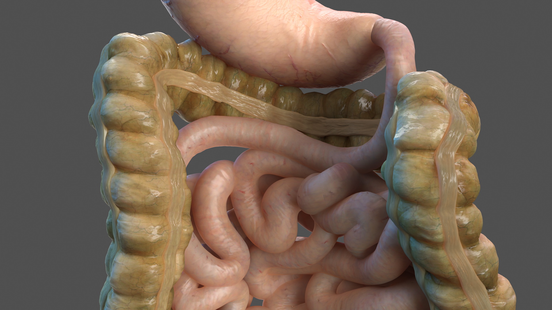 Human Stomach Small Inestines and Colon 3D model