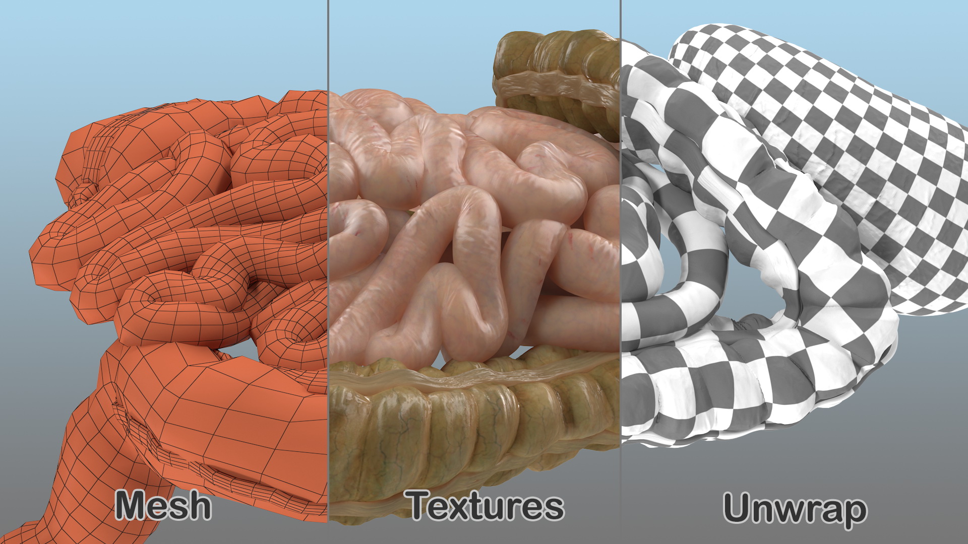 Human Stomach Small Inestines and Colon 3D model