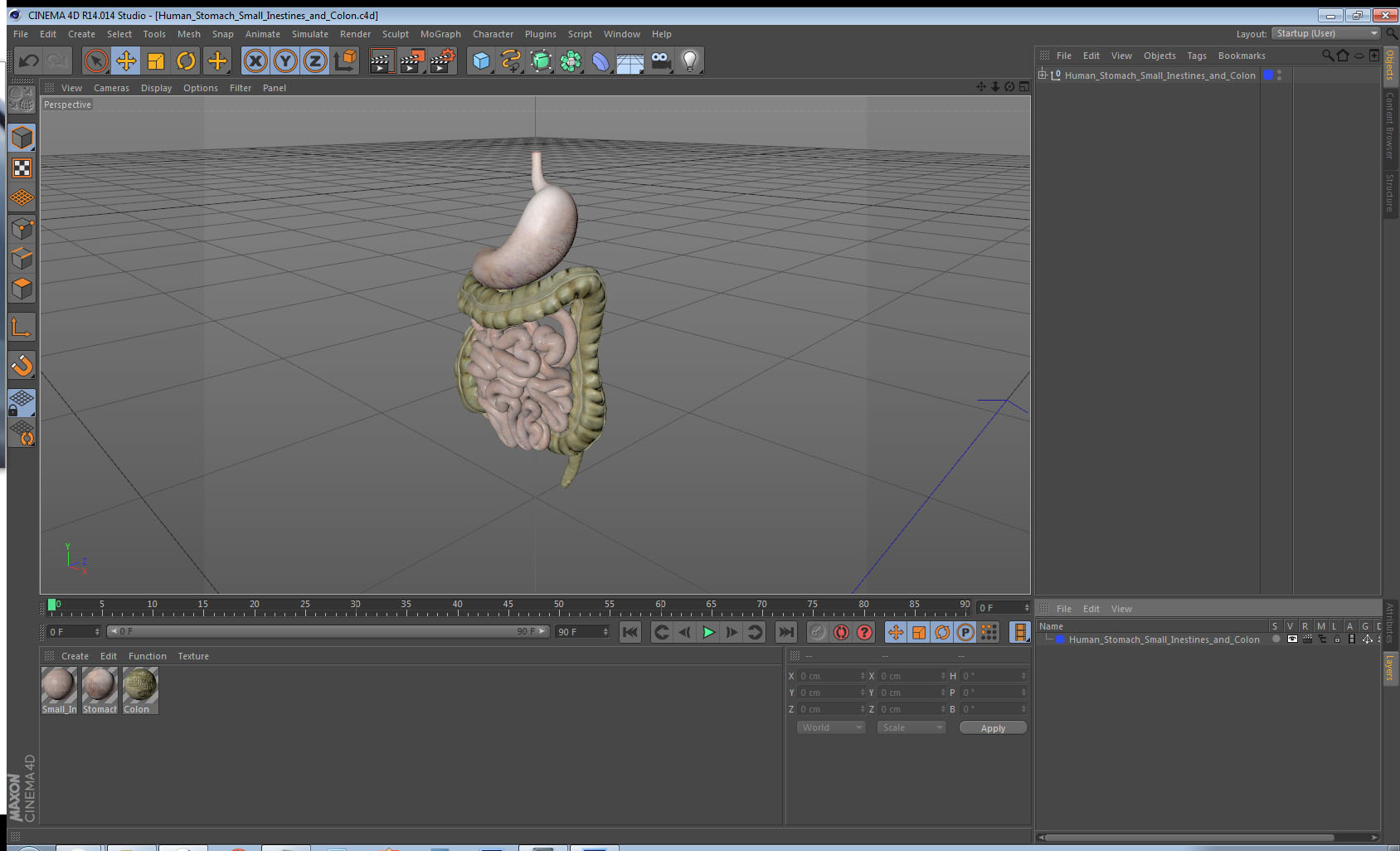 Human Stomach Small Inestines and Colon 3D model