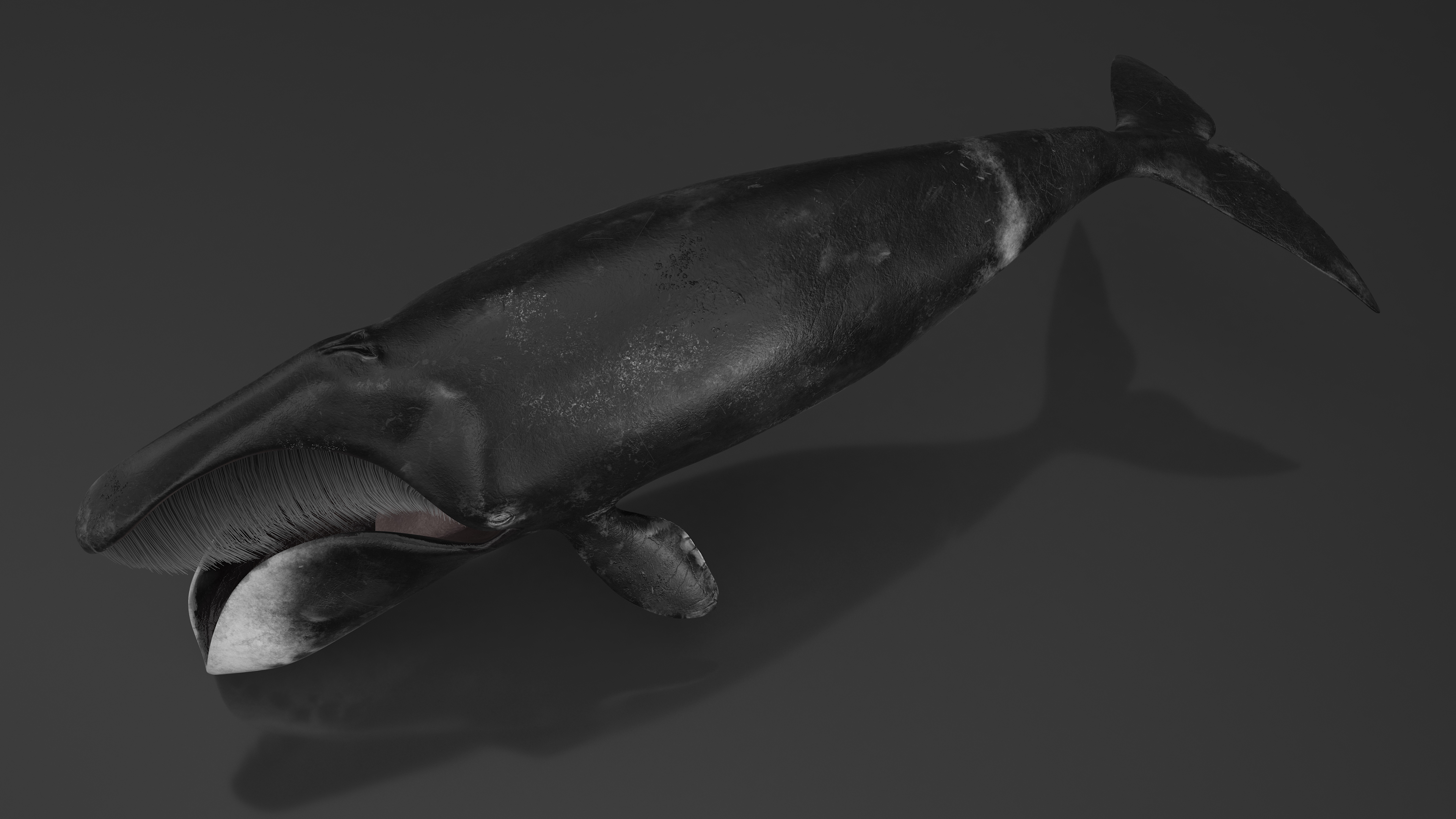 3D Greenland Right Whale