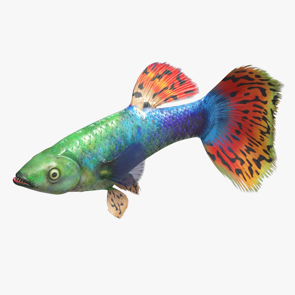 Guppy Fish Red Dragon Rigged for Maya 3D