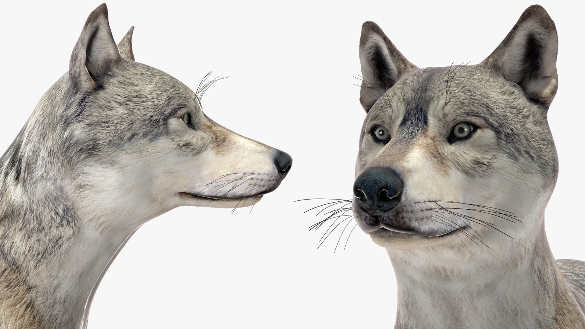 3D model Wolf Rigged for Cinema 4D