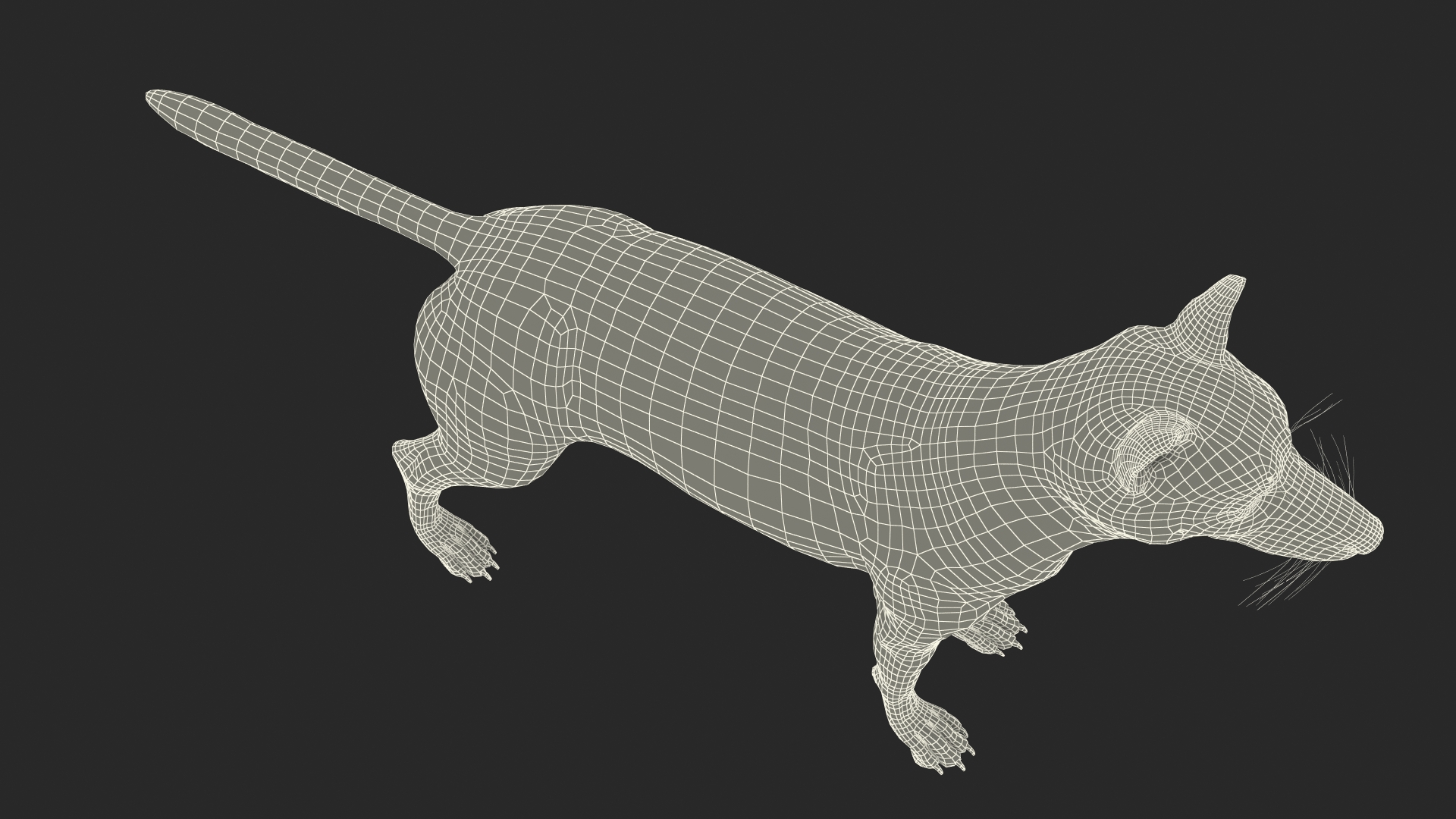 3D model Wolf Rigged for Cinema 4D