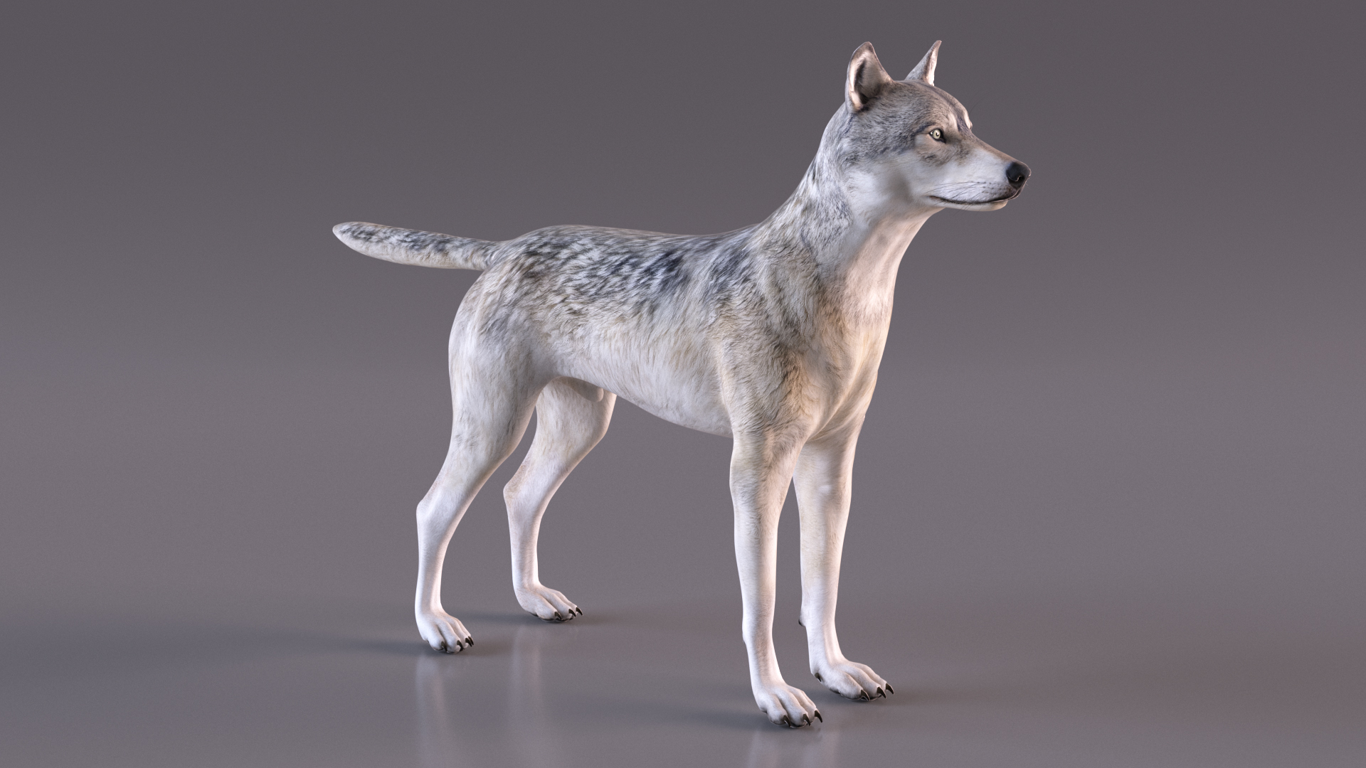 3D model Wolf Rigged for Cinema 4D
