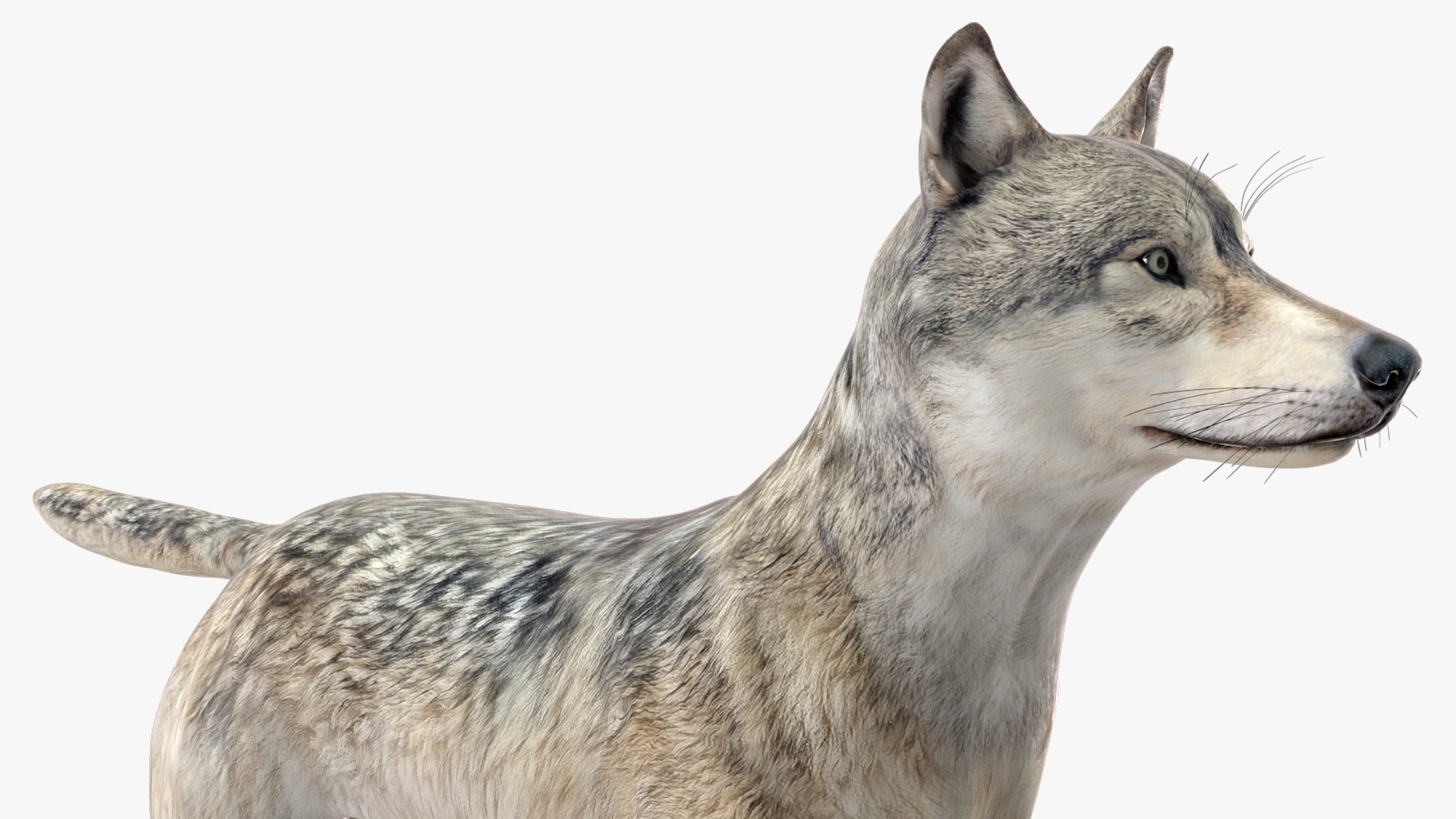3D model Wolf Rigged for Cinema 4D
