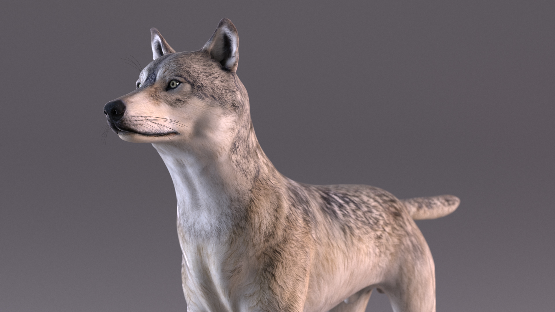 3D model Wolf Rigged for Cinema 4D
