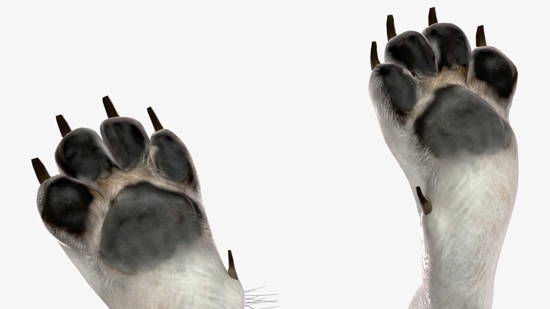3D model Wolf Rigged for Cinema 4D