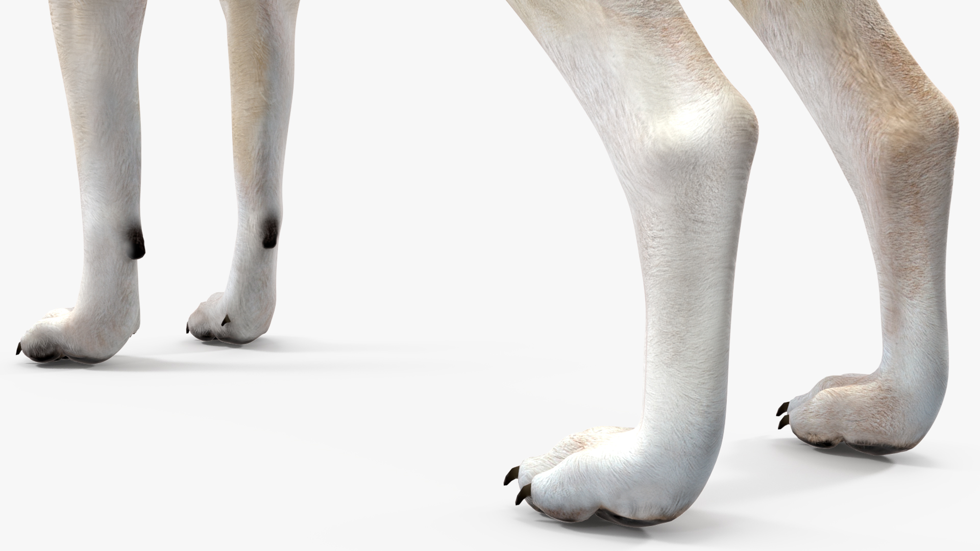 3D model Wolf Rigged for Cinema 4D
