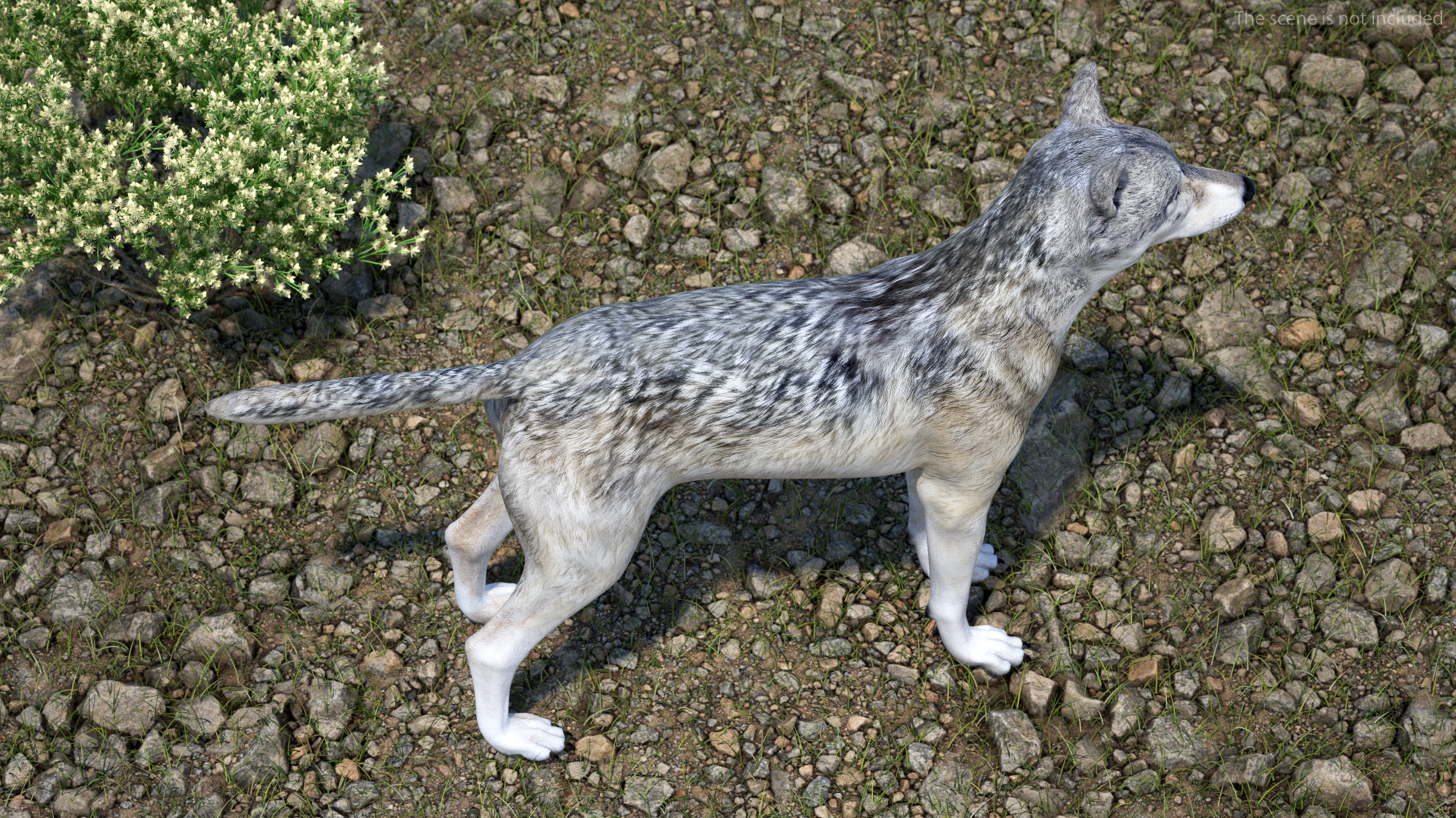 3D model Wolf Rigged for Cinema 4D