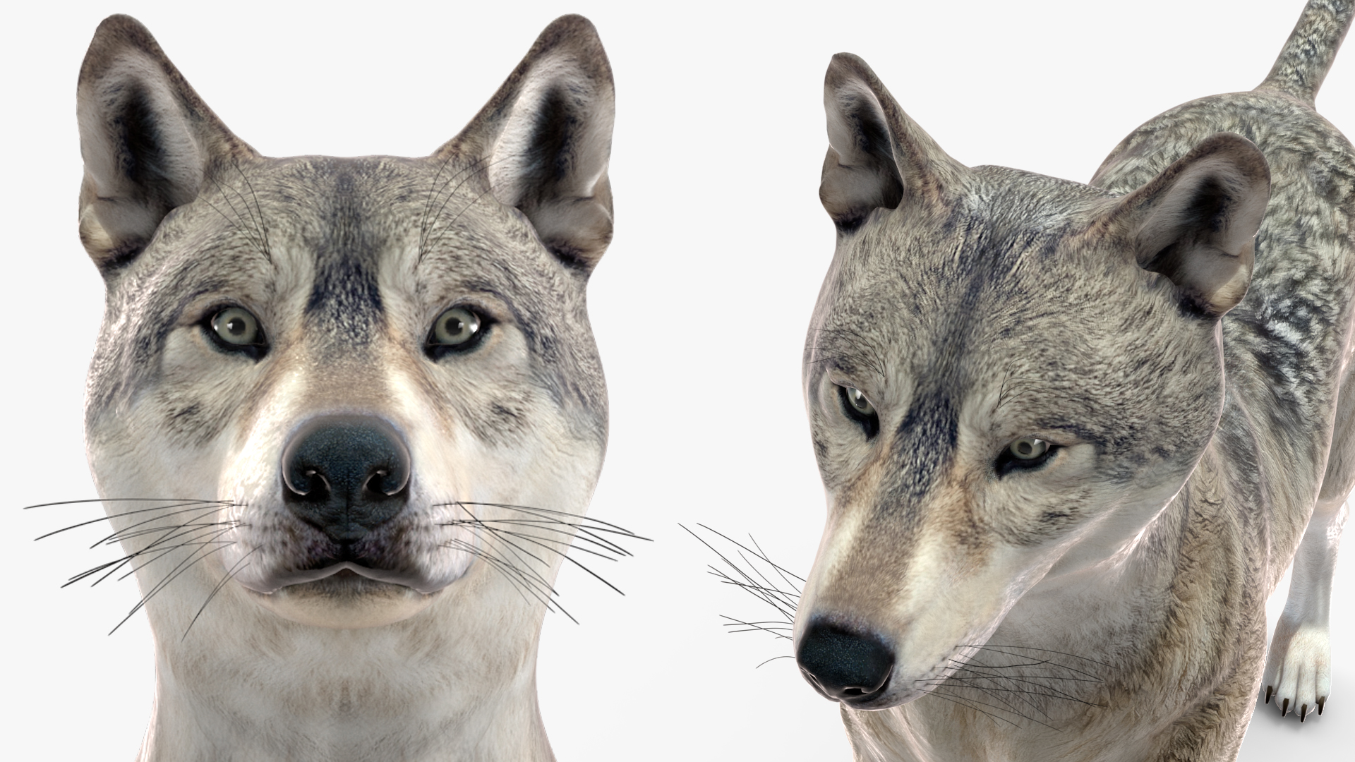 3D model Wolf Rigged for Cinema 4D