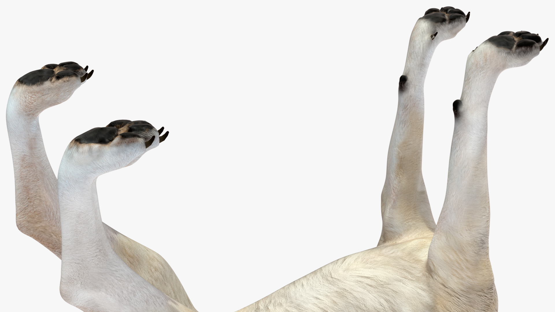 3D model Wolf Rigged for Cinema 4D
