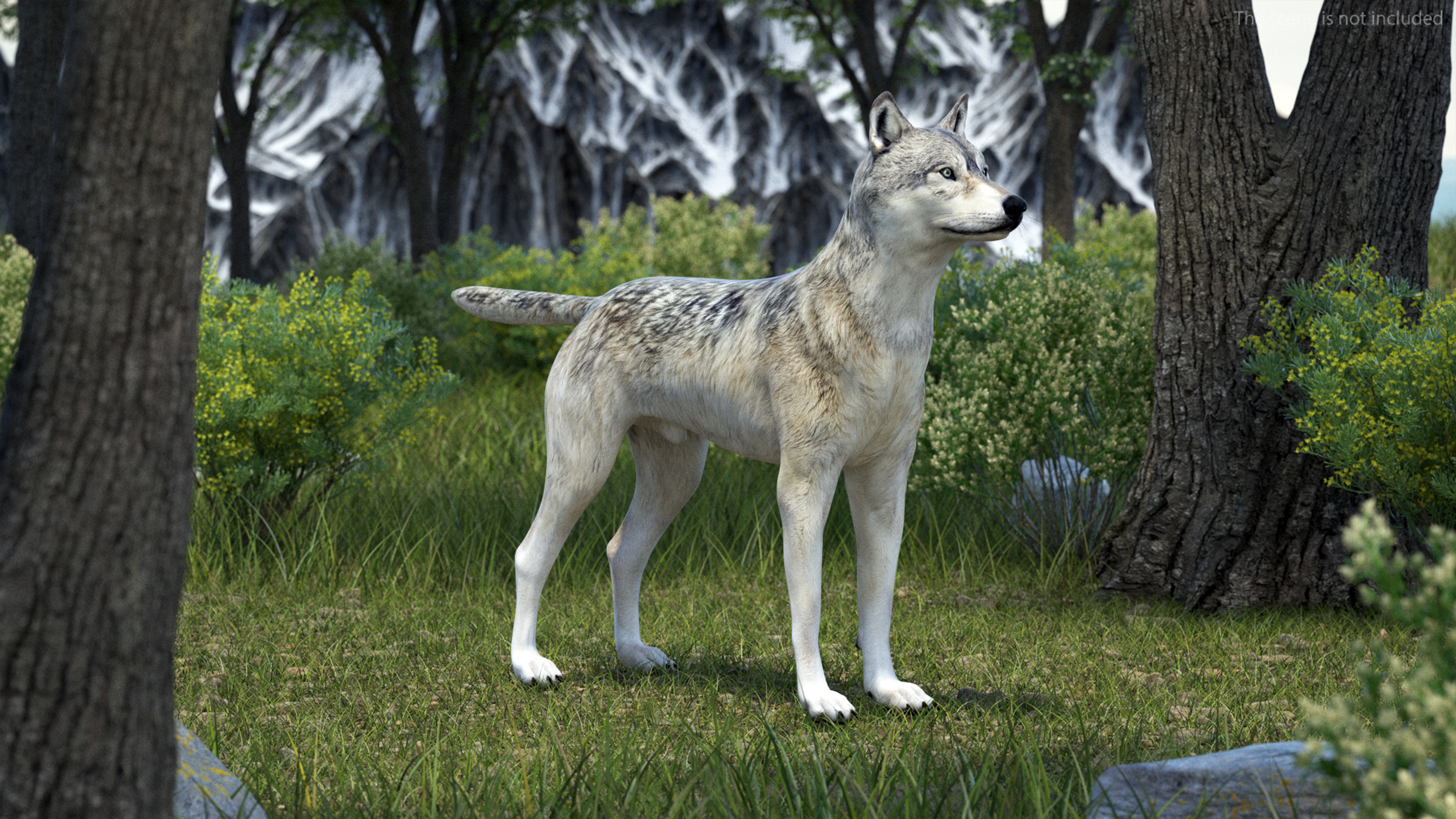 3D model Wolf Rigged for Cinema 4D