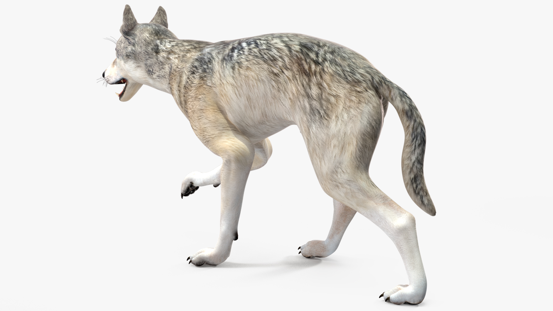 3D model Wolf Rigged for Cinema 4D