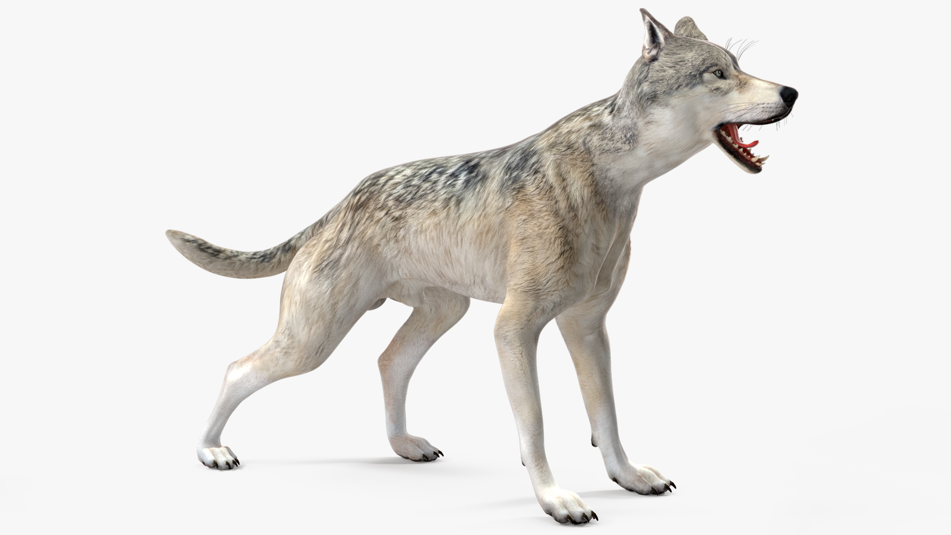 3D model Wolf Rigged for Cinema 4D