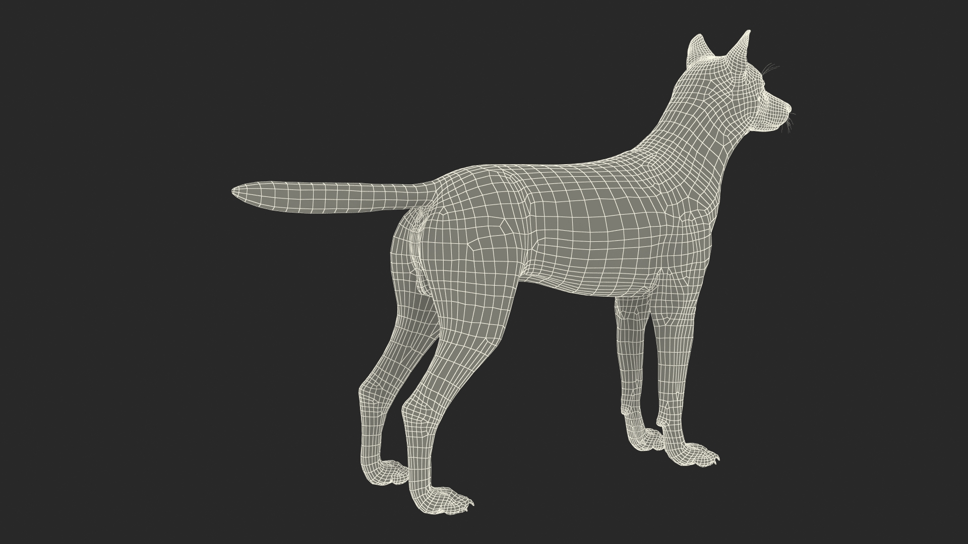 3D model Wolf Rigged for Cinema 4D