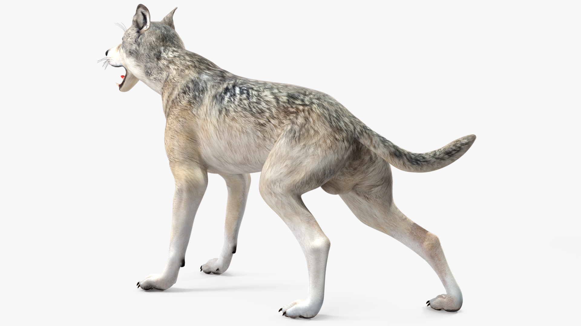 3D model Wolf Rigged for Cinema 4D