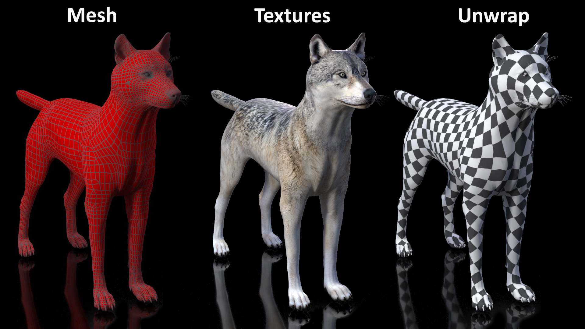 3D model Wolf Rigged for Cinema 4D